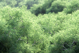 新功能 — The3dGarden